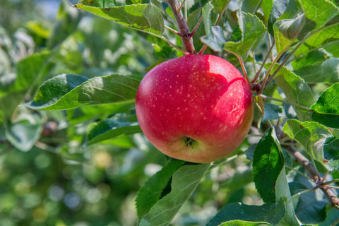 Why Buying Seasonal Produce Is Important